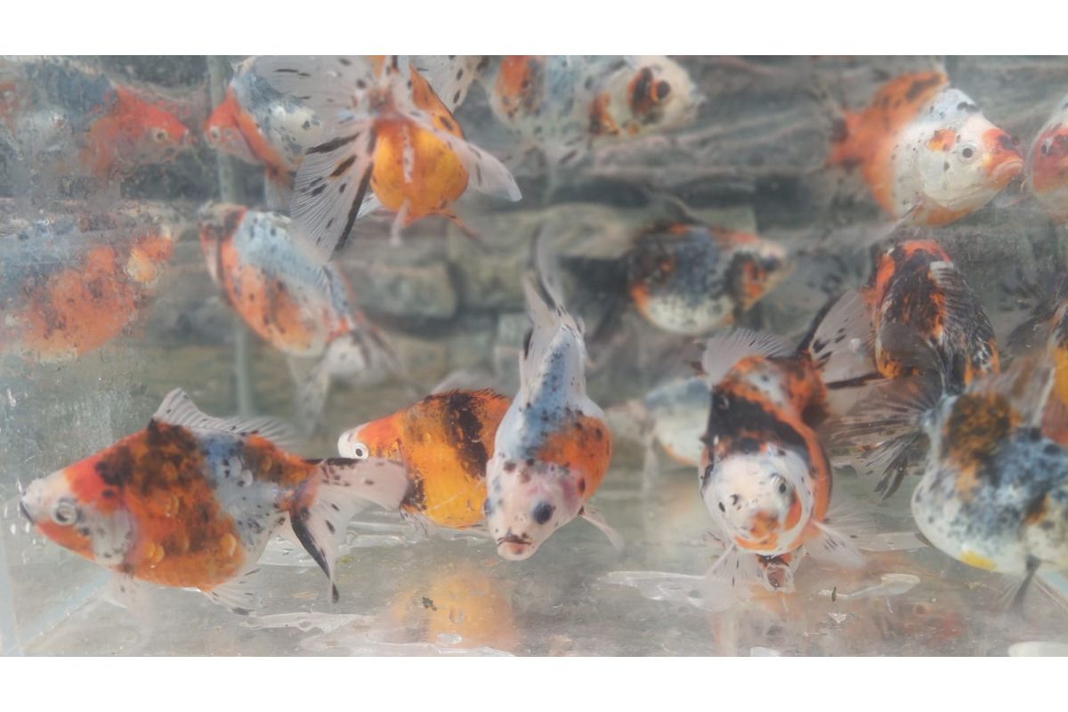 goldfish ,Koi and all ornamental fish verities from Sri Lanka